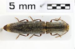 Foto (Dorsalansicht) von Dilobitarsus gracilis (NHMW-ZOO-COL-0011007)